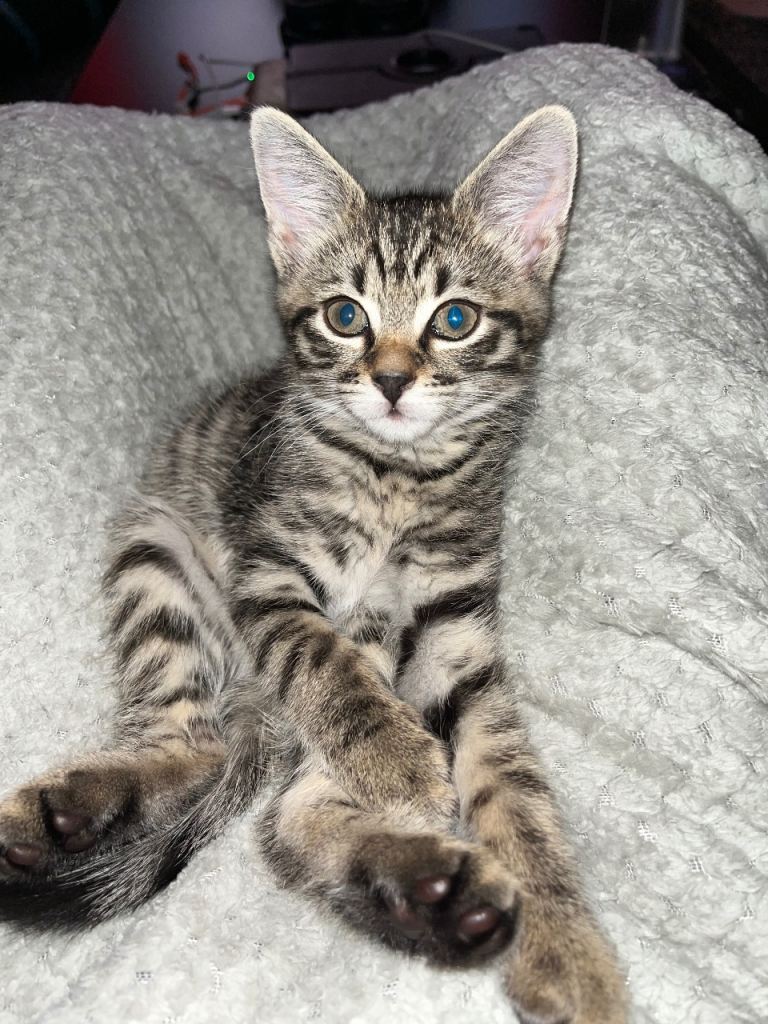 Kitten for sale… Half Bengal Tabby