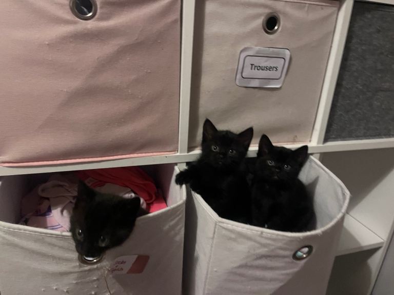 The cutest kittens! 
