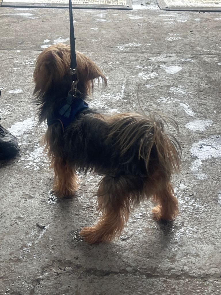 2 boys 1 girl £500 each ready to join new family