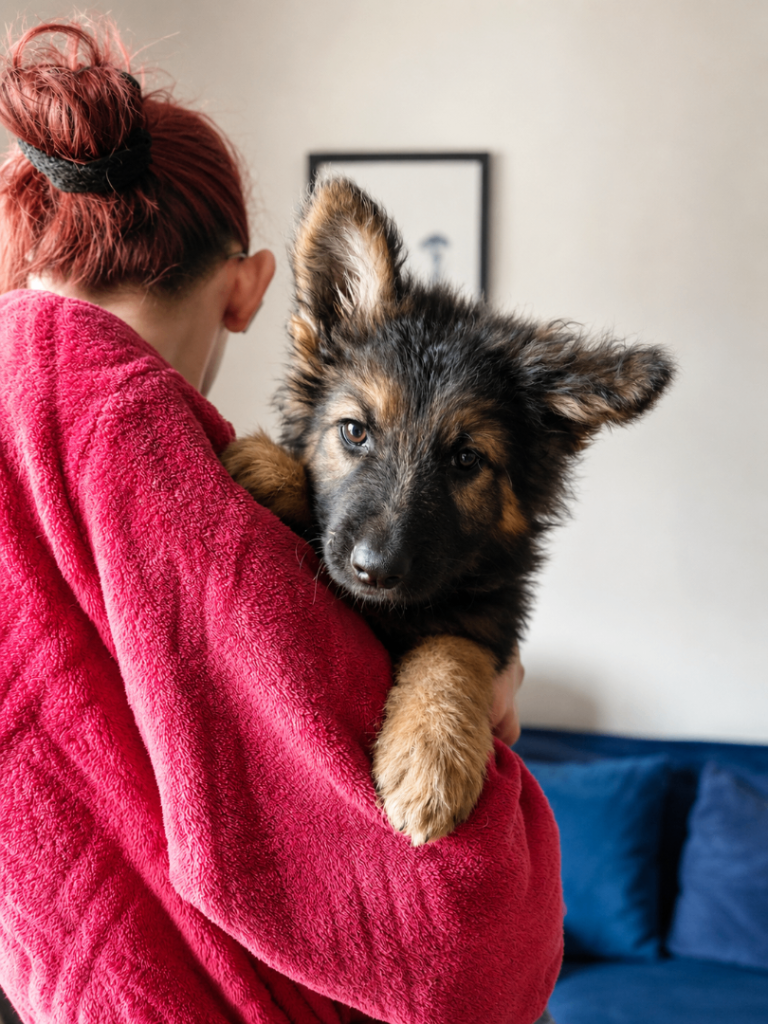 German shepered puppies