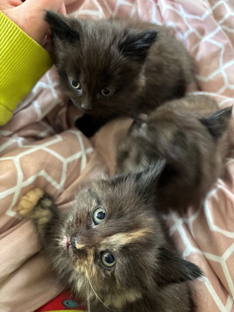 Kittens 
