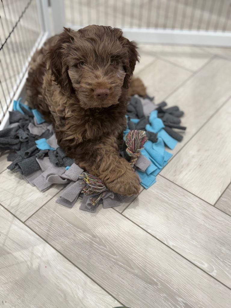 Chocolate Merle Cockapoo ready Now! 9 weeks