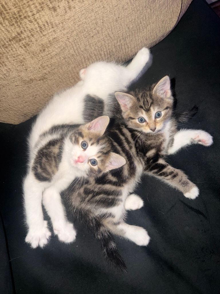 Beautiful kitten