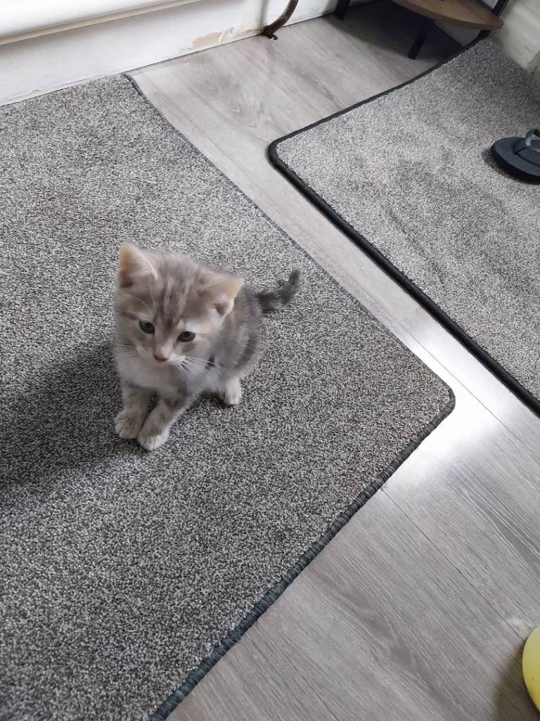 Kitten 