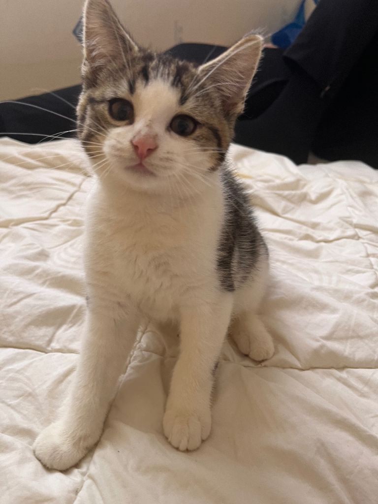 1 beautiful male british cross kittens