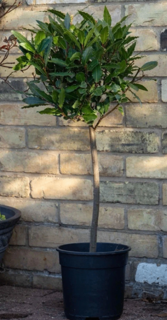 Bay Tree 🌿 RRP £64.99