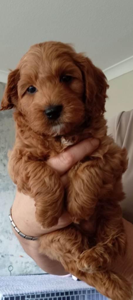 🐶 Beautiful F1b Cockapoo Boy 