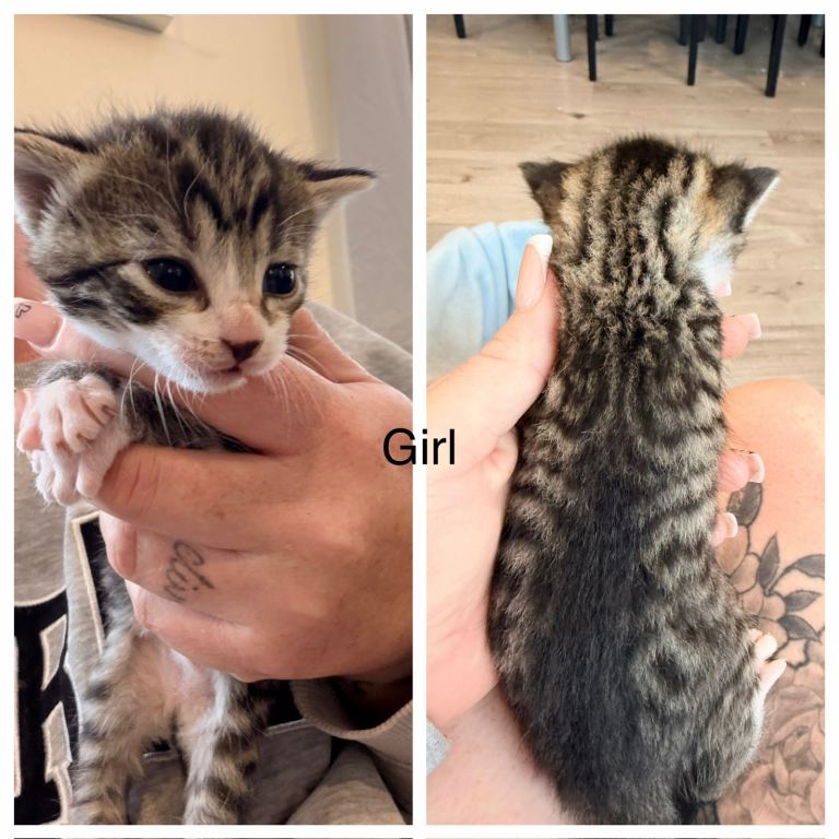 4 beautiful kittens for sale 