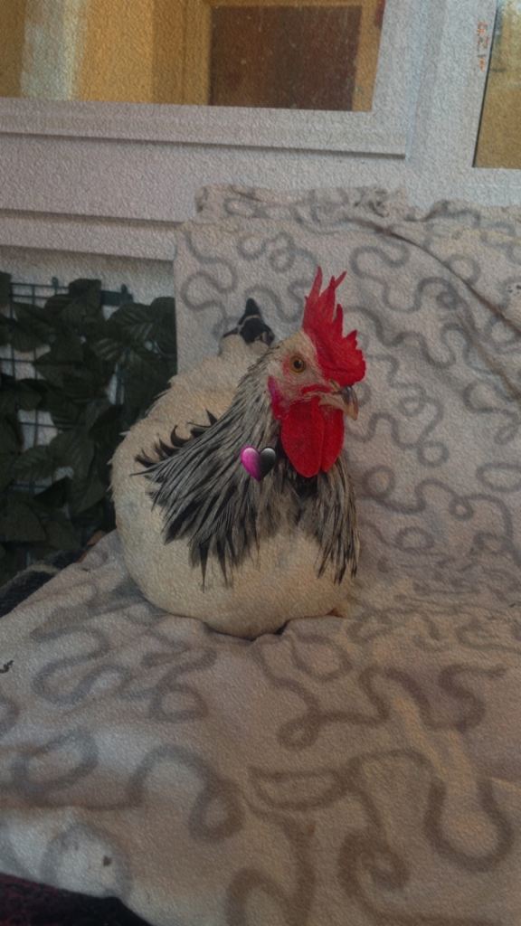 4 Young rooster for seal  25£ only just need good home 
