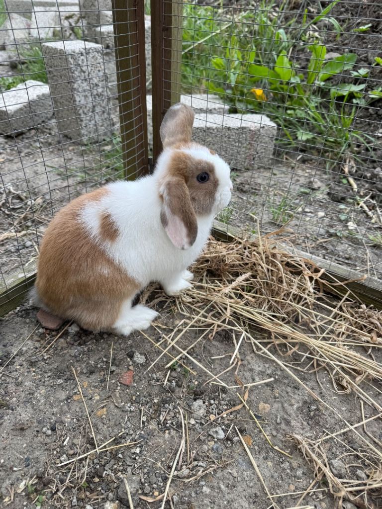 Last Mini Lop Baby Boy READY NOW