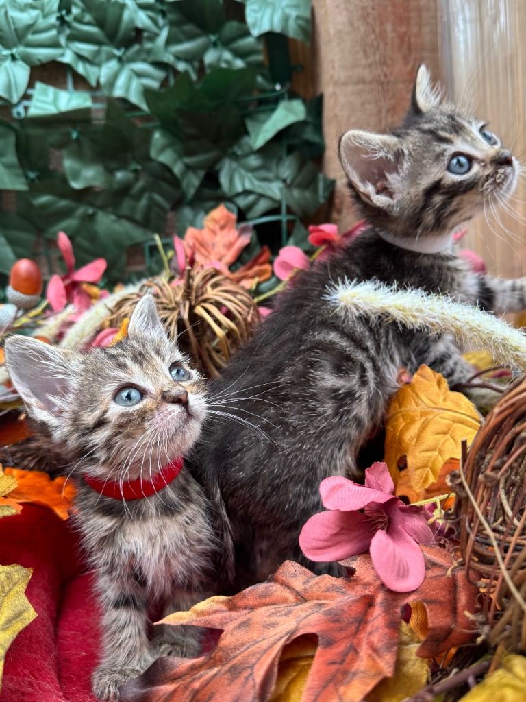 RAGDOLL MIX KITTENS 