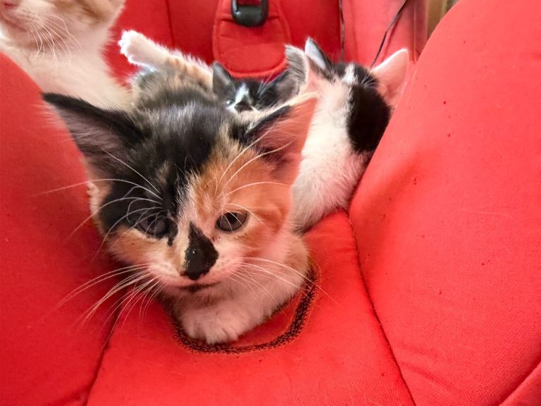 Kittens for sale