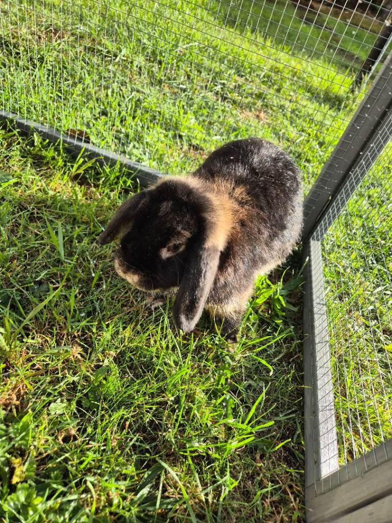 TWO FEMALE MINI LOPS FOR SALE