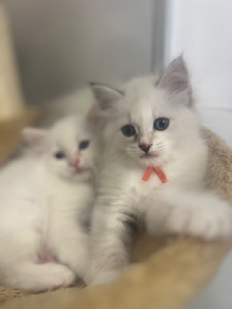 Pedigree Siberian & Neva Masquerade Kittens – TICA Registered