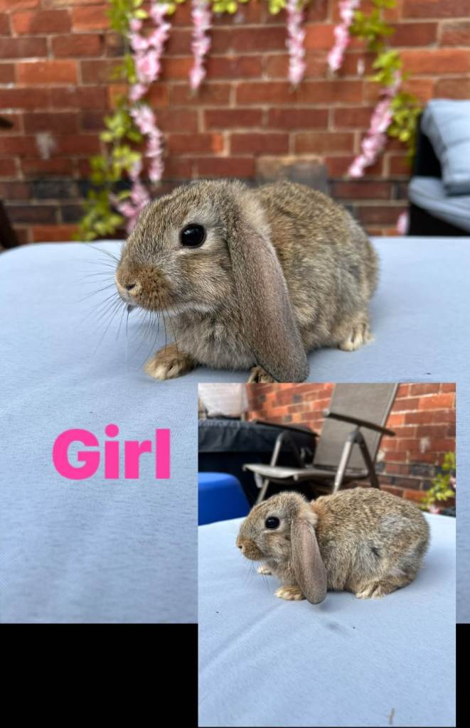 Baby's mini lop rabbits 