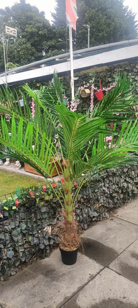 Lovely Big Palm Tree for Garden or Patio