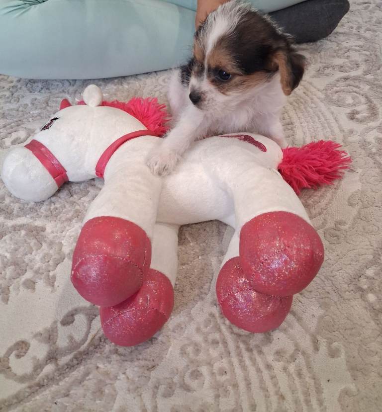 Shih Ztu X Jack Russell 