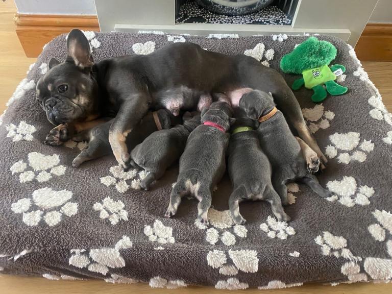 French Bulldog Puppies Blue & Tan