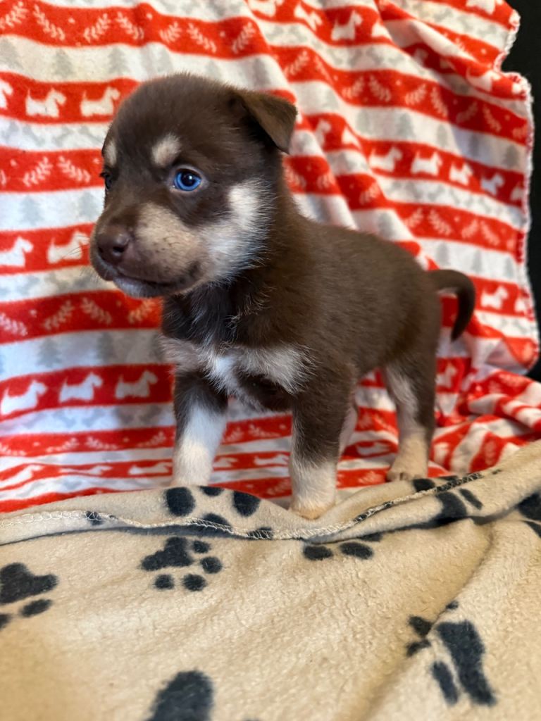 American pocket bully & Siberian huskey puppies 
