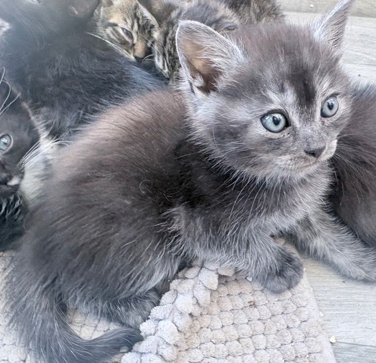 Beautiful mixed litter of kittens ✨READY NOW ✨