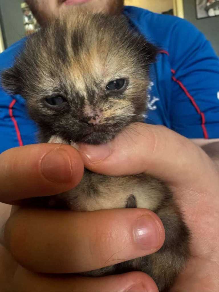 Kittens for sale