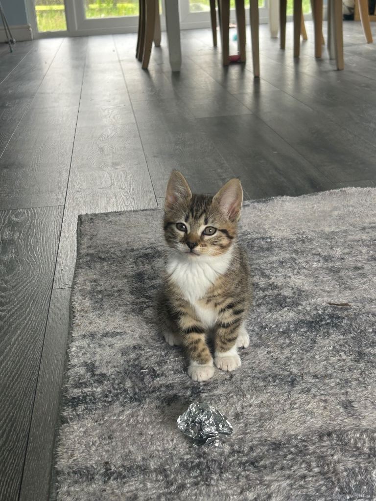 Tabby female looking for forever home ❤️