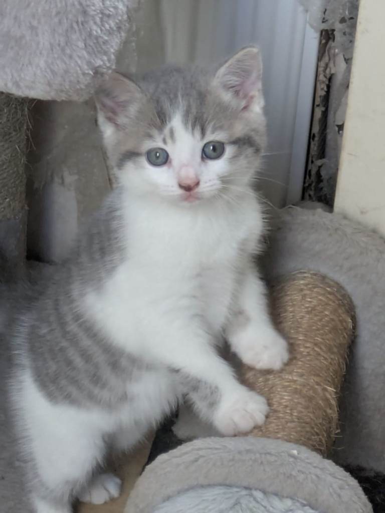 BEAUTIFUL SHORTHAIR CROSS KITTENS