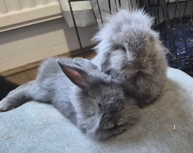 Beautiful dwarf lop/lion bunnies