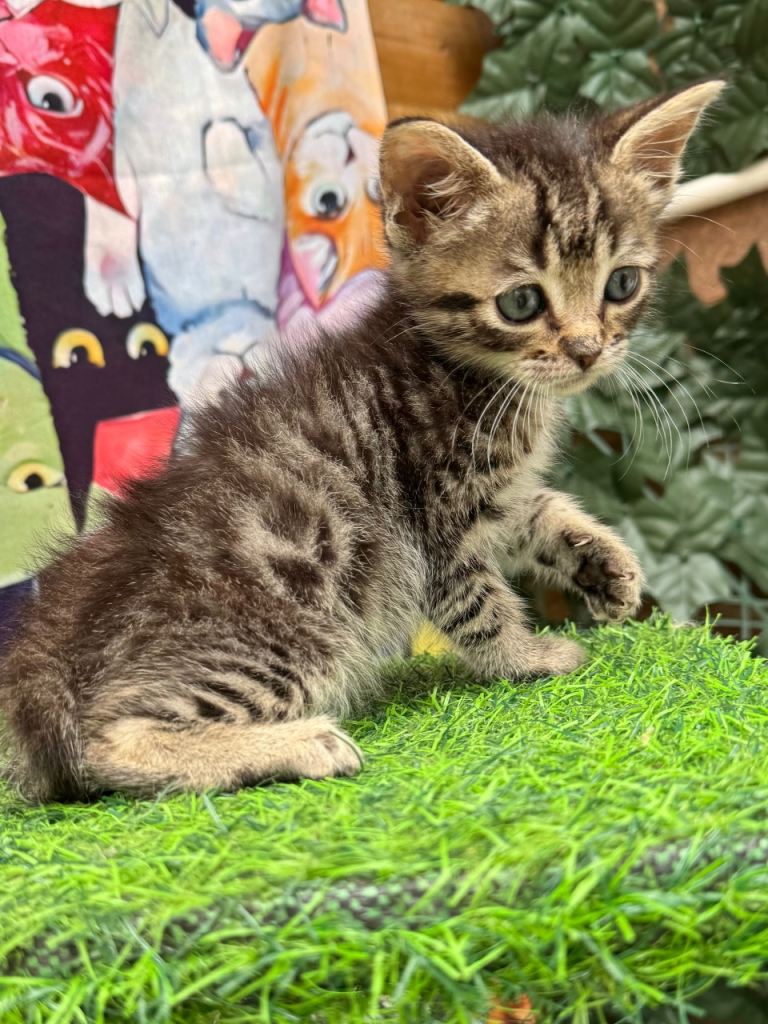 RAGDOLL MIX KITTENS 