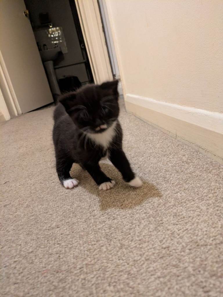 Mustache kitten for sale 