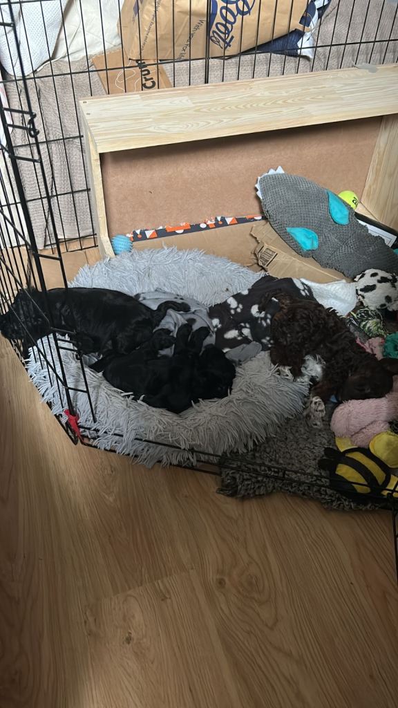 schnauzer poodle mix