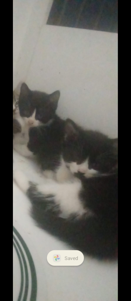 Kittens For Sale Last One Available 