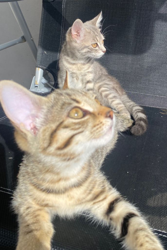 Golden and silver tabby kittens