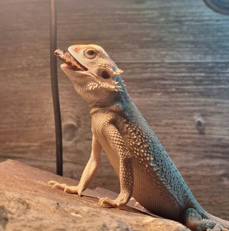 Bearded dragon and vivarium 