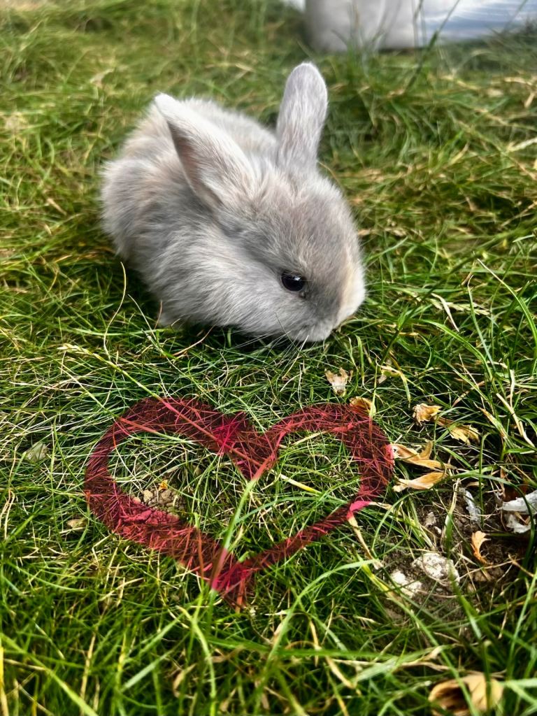Rabbits