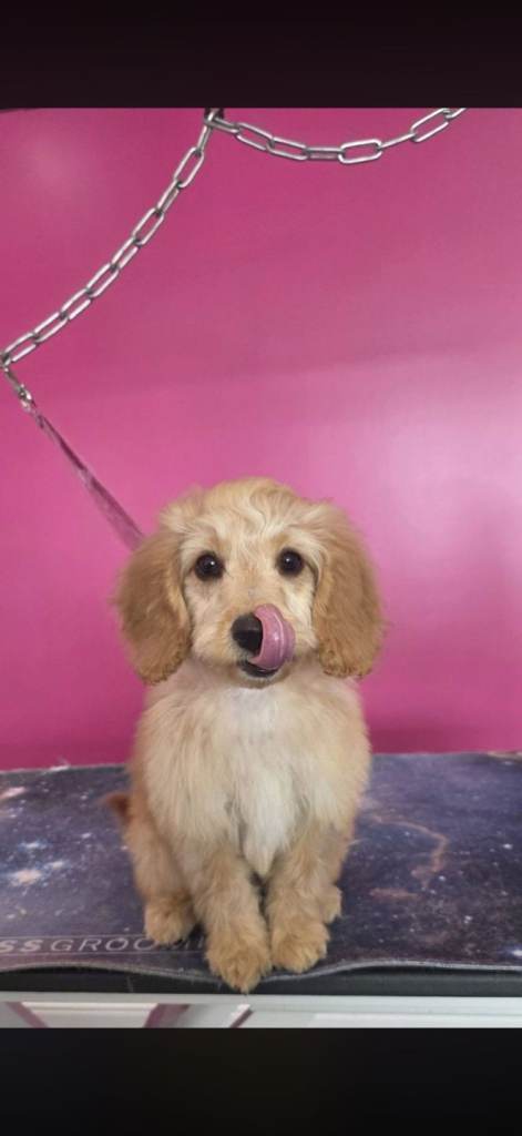 Cockapoo 17 weeks