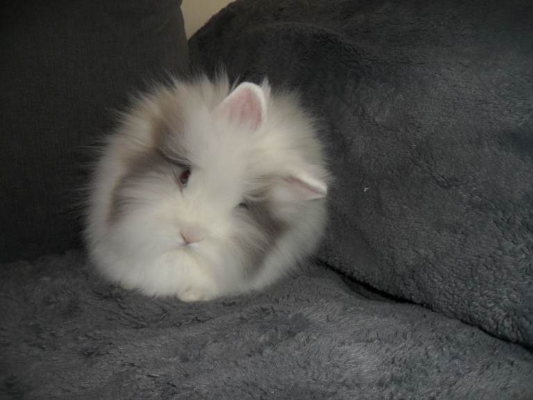 BEAUTIFUL FEMALE BABY LIONHEAD RABBIT BLUE EYES