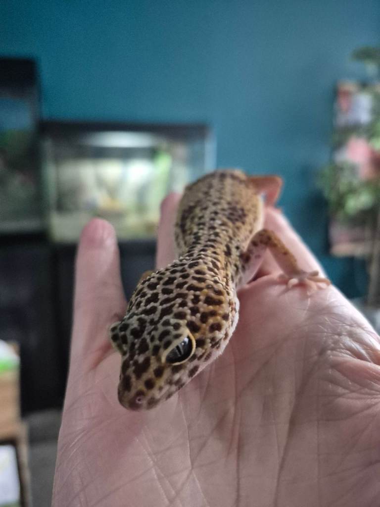 Leopard Gecko for sale