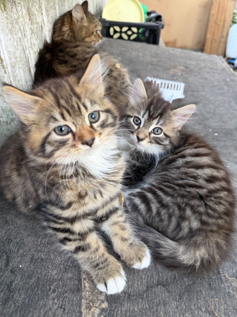 Beautiful cats