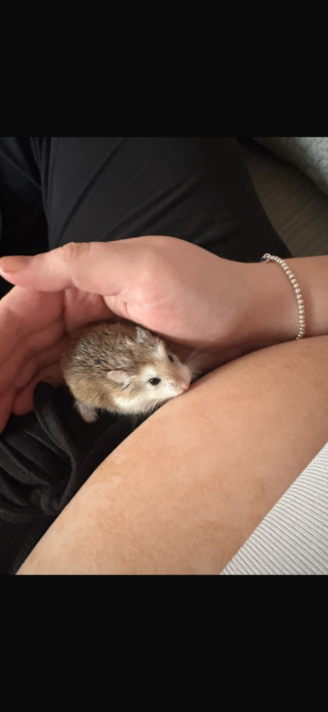 pet hamster for sale.