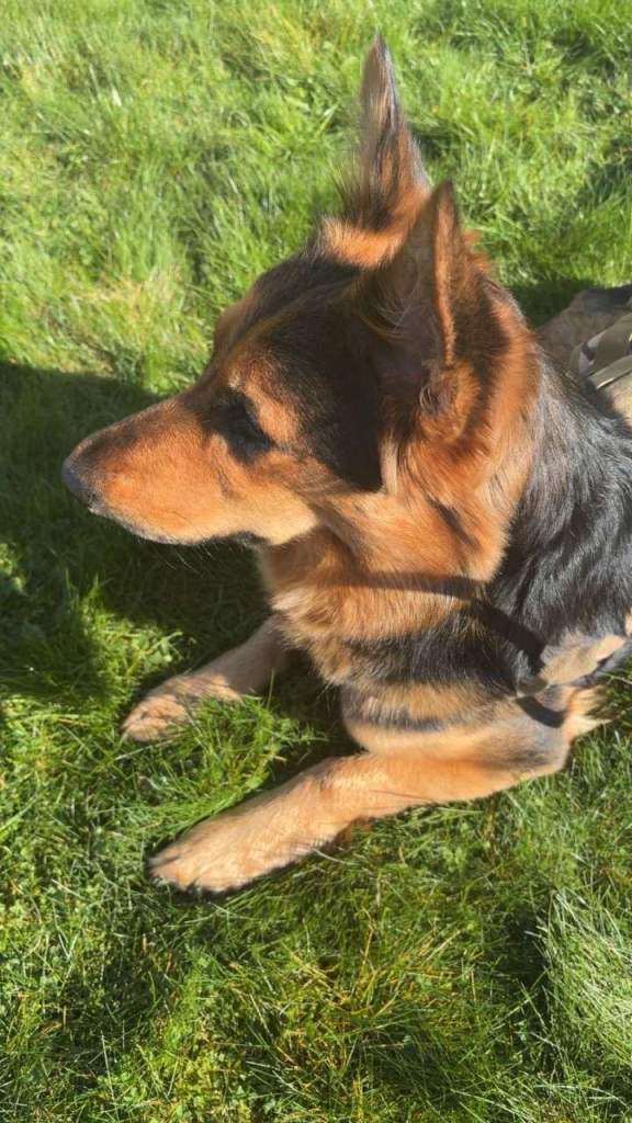 The best dog ♥️needing forever home