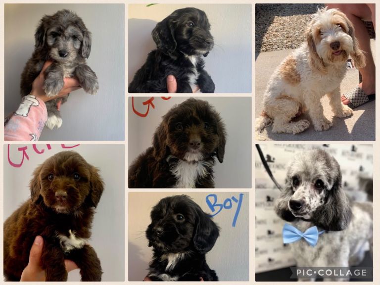 Cockapoo puppies ready now 