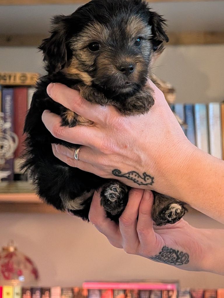 Yorkshire Terrier Pups