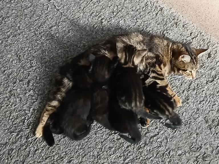 Kittens for sale Chaddesden Derby
