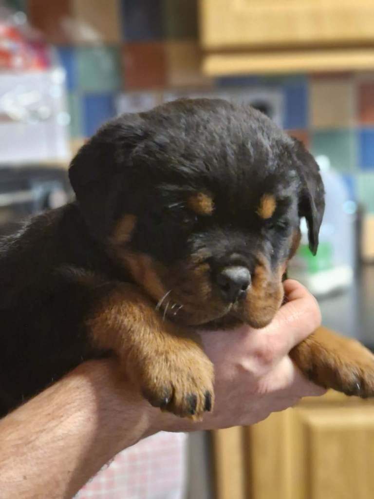 Rottweiler pups
