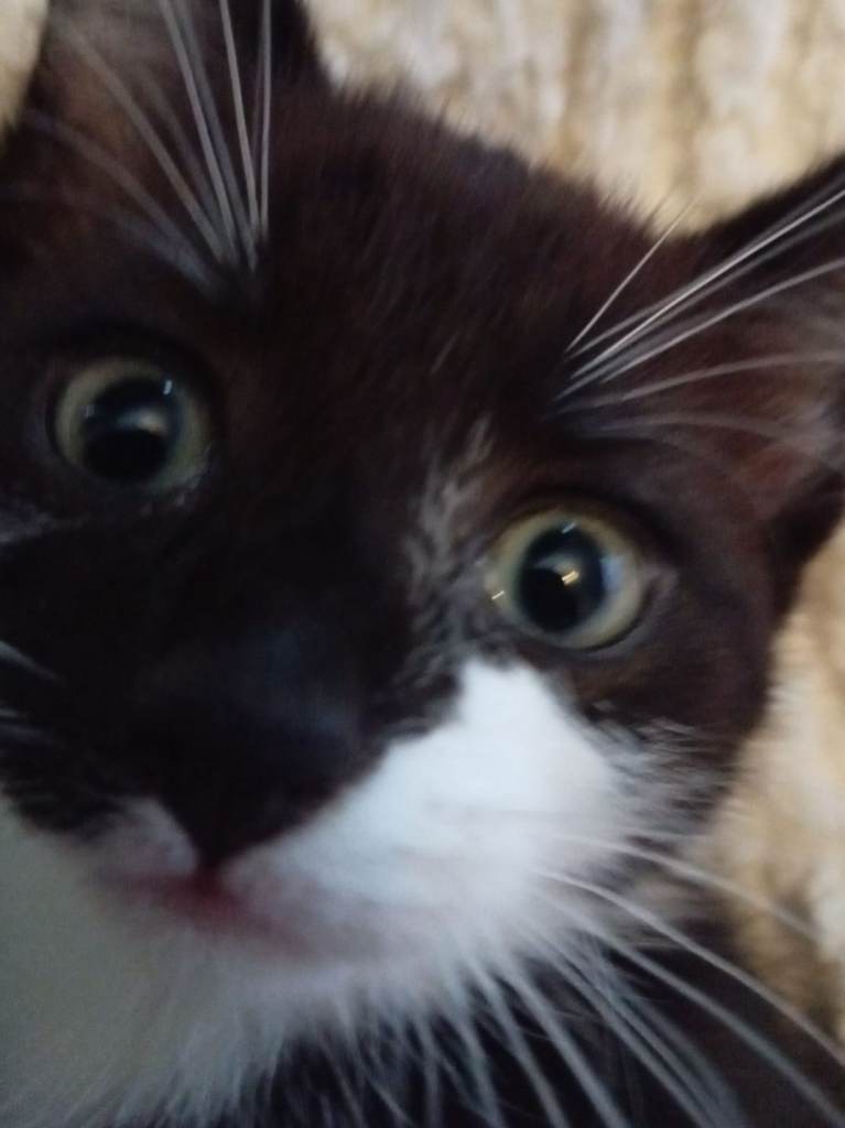 3 beautiful kittens looking for a loving home 2 girls and 1 boy
