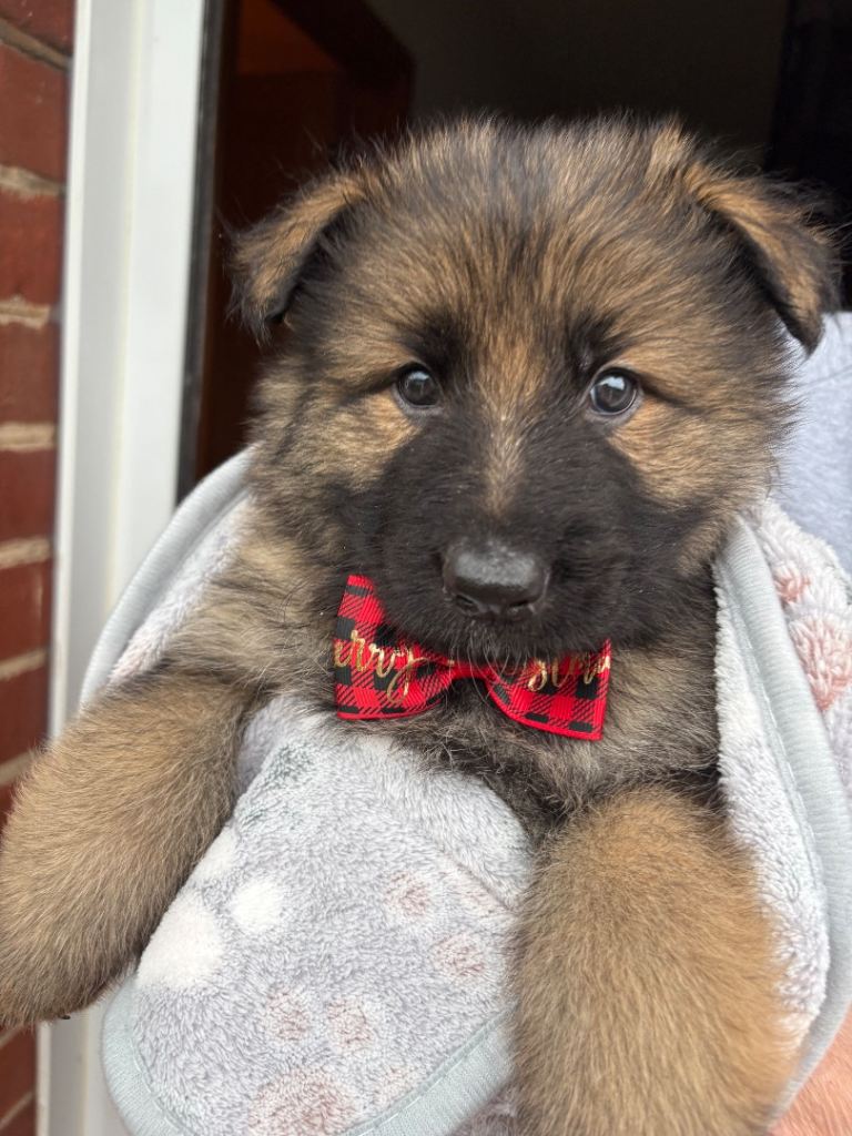 (2 boys remaining) Pure bred German Shepard puppies for sale 