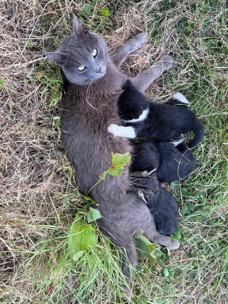 Three mixed kittens-one male and two females.