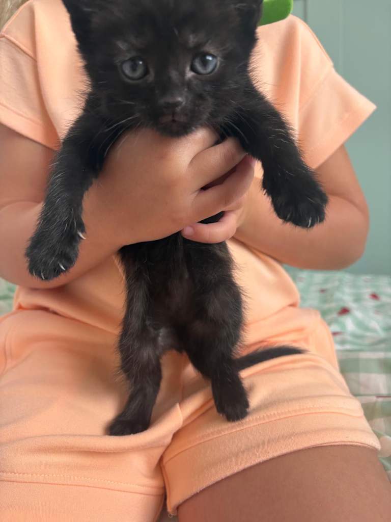 Kitten 