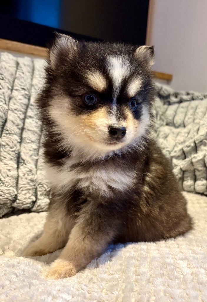 F3 pomsky puppies (Mini husky)